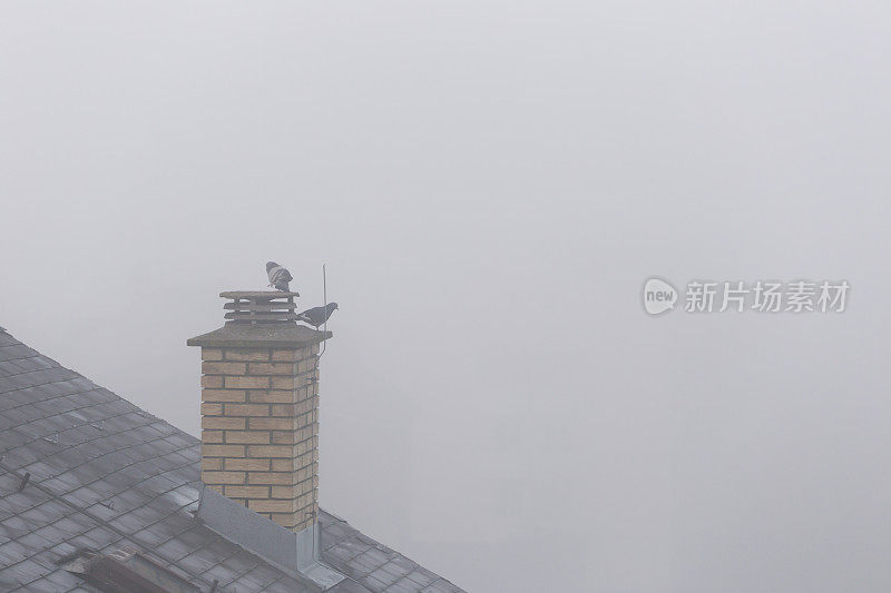 在雾霾的早晨，鸽子在城市建筑的顶部