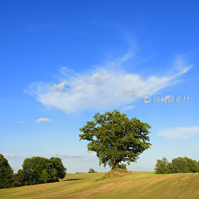 橡树在田野景观在日落