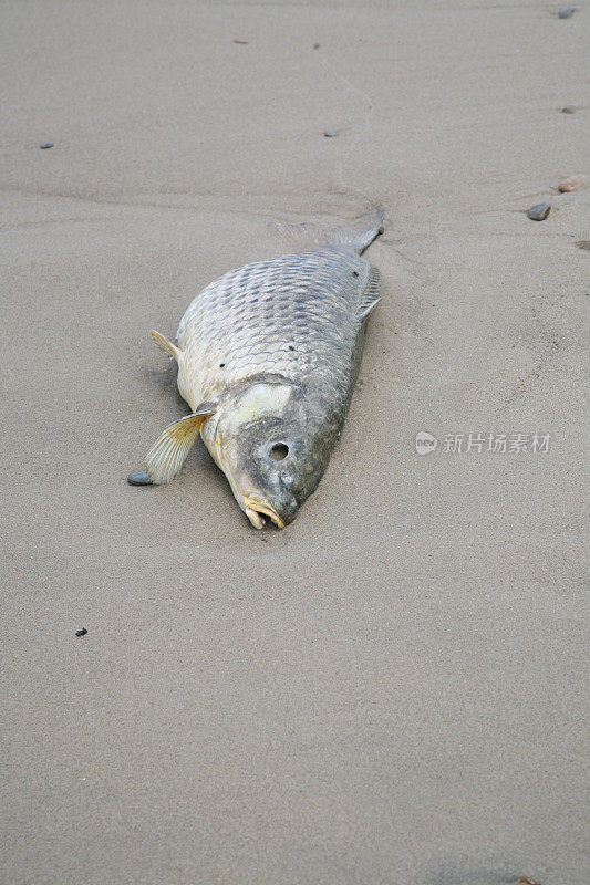 海滩上的死鱼