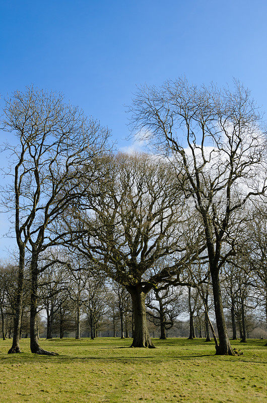 冬季树木-垂直