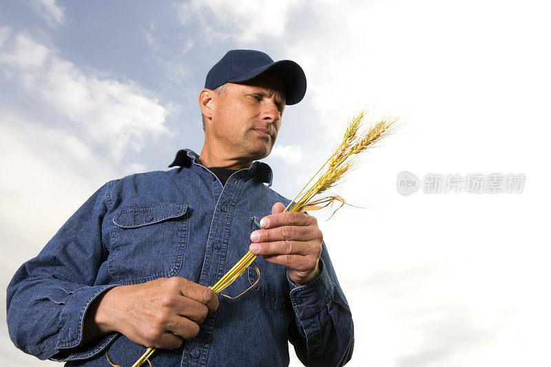 农民检查小麦