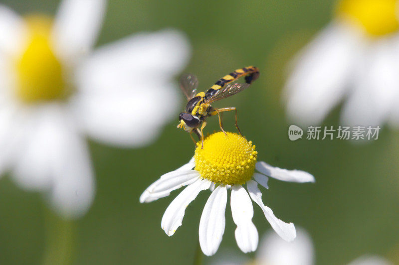 食蚜蝇在白色雏菊上