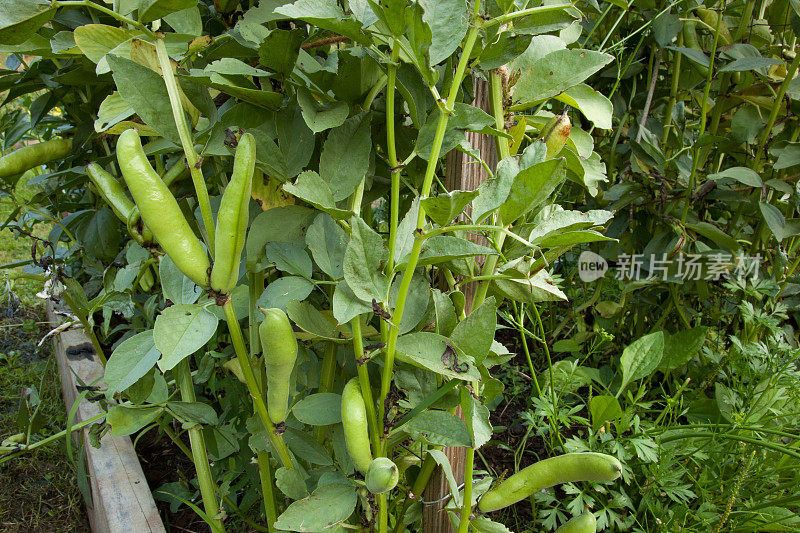 蚕豆植株