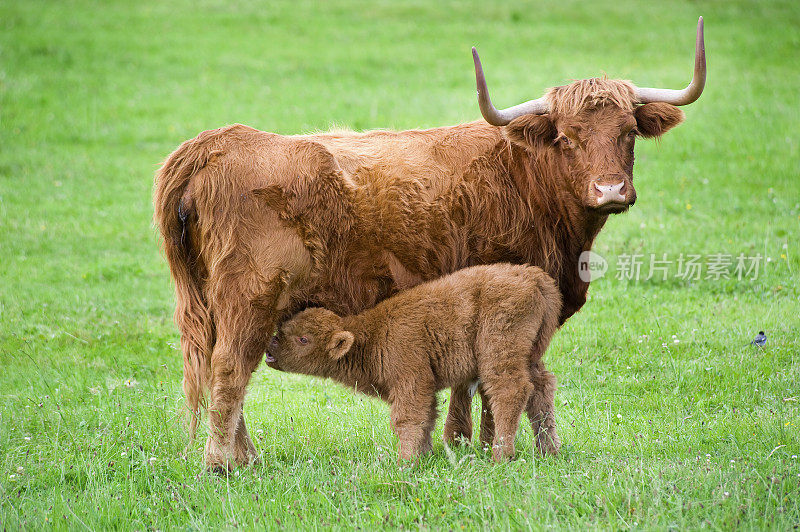 高地牛-母亲和饮用小牛