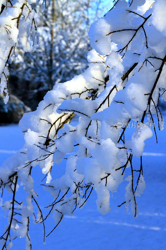 白雪皑皑的分支