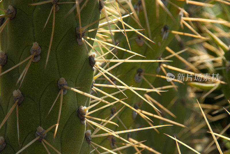 仙人掌