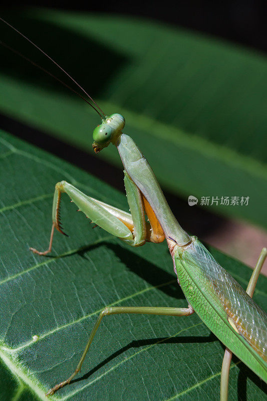 螳螂的宗教