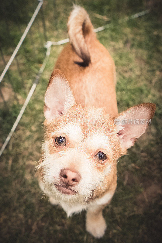 小型收容所犬混合