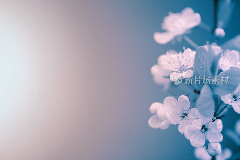 美丽的春天的花朵