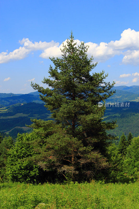 夏天在山脉。孤独的松树。Pieniny,斯洛伐克。