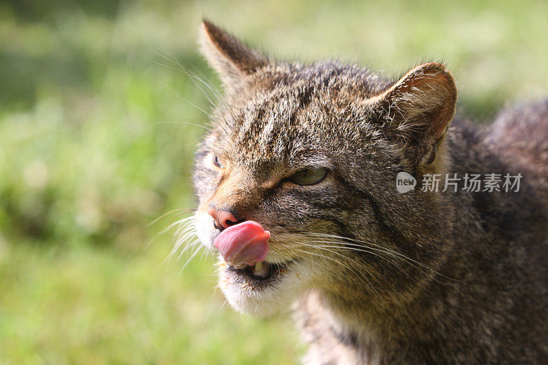 苏格兰野猫