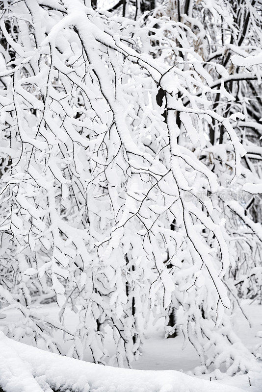 冬天的森林里下雪了