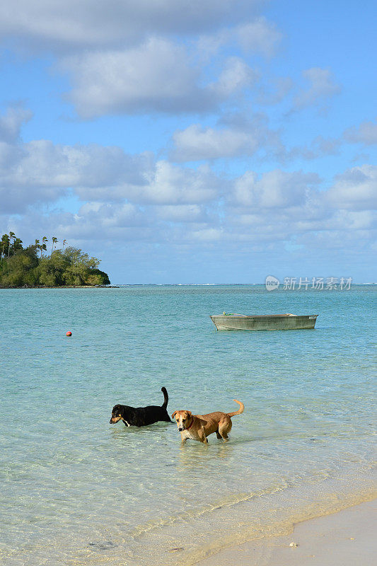 两只库克岛海滩狗