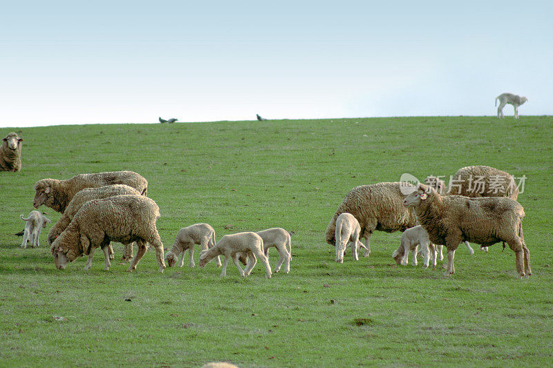 澳大利亚的羊羔