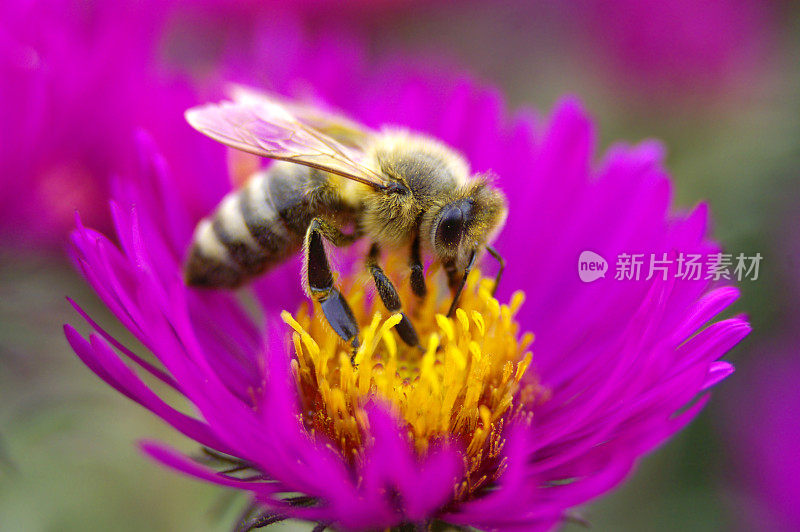 蜜蜂在米迦勒菊上