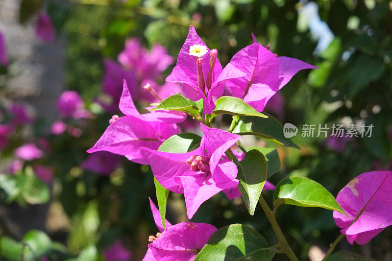 叶子花属的花花