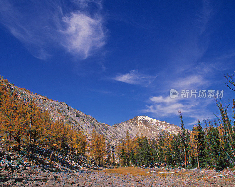 秋季亚高山落叶松和埃文斯山