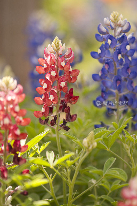 德克萨斯州的野生羽扇豆花，有蓝色的，也有红色的