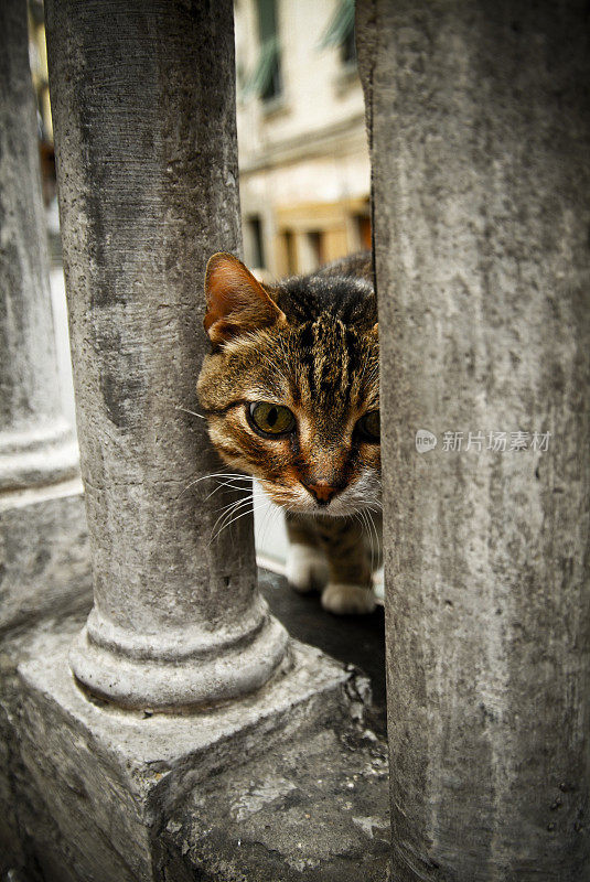 流浪猫英国短毛猫无家可归的小猫旁边的混凝土柱子