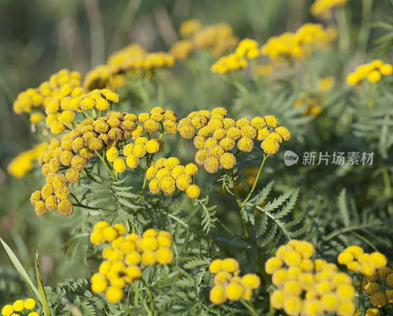 艾菊(Tanacetum)