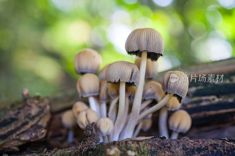 林地蘑菇