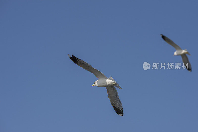 飞翔的海鸥