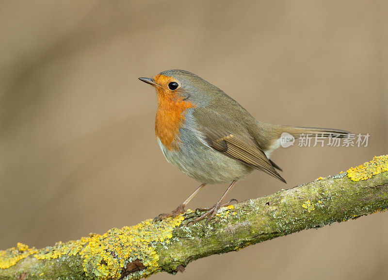 欧洲罗宾(红心rubecula)