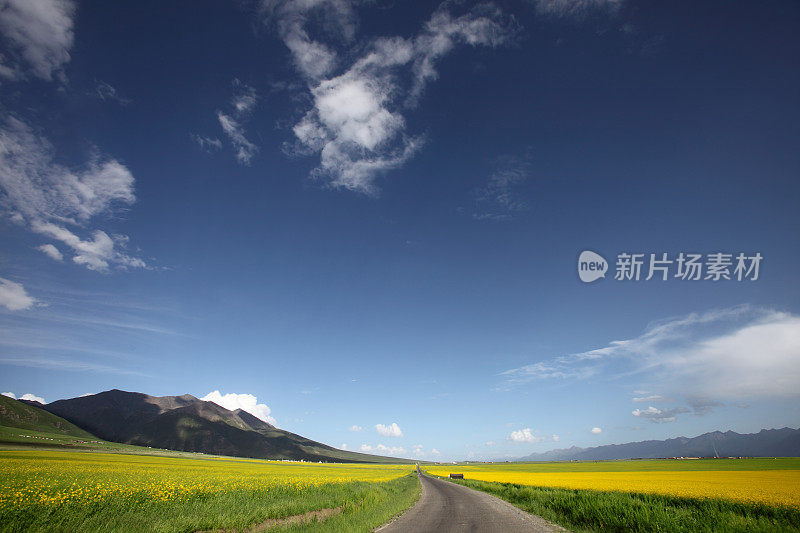 蓝天映衬下的油菜地