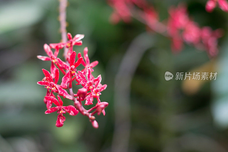 丰富多彩的野生兰花