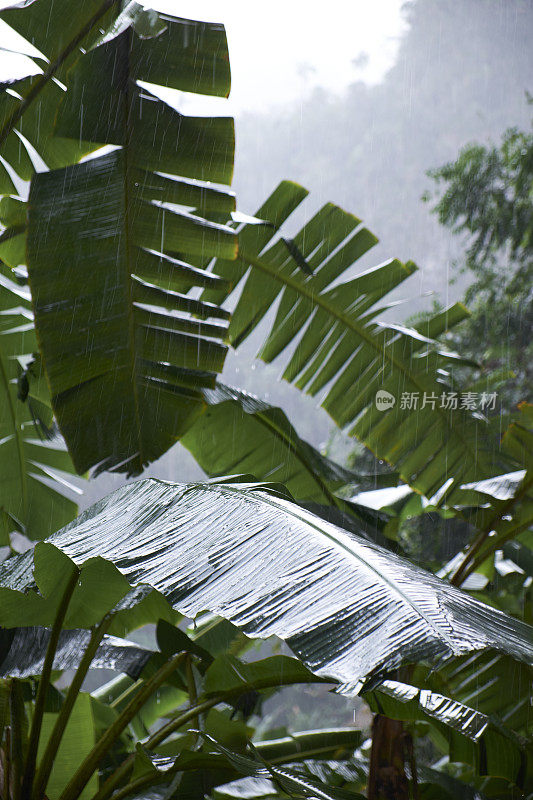 雨中的香蕉棕榈树