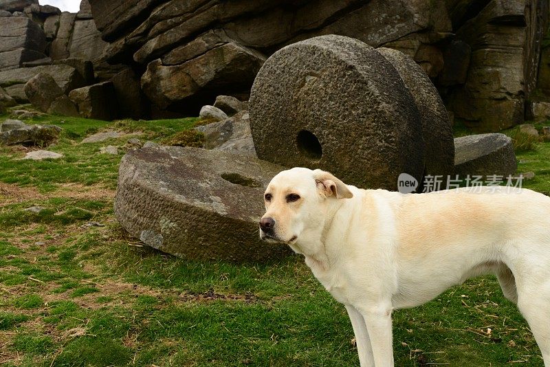 拉布拉多寻回犬