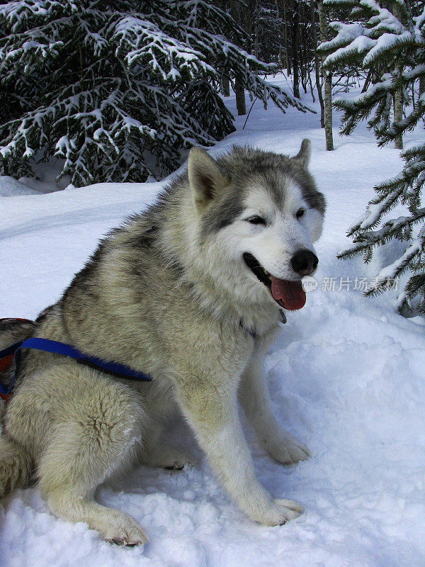 雪橇哈士奇犬队长