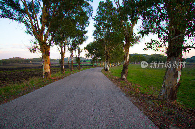 西西里岛清晨绿树成荫的乡间小路