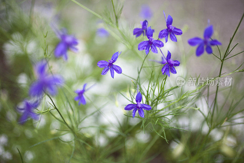 花园里的野花