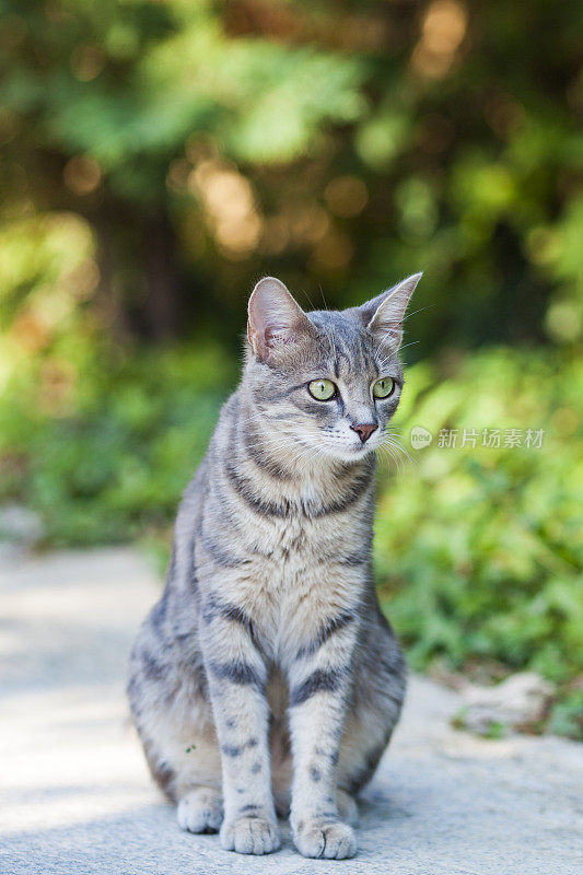 高角度的猫坐在街上