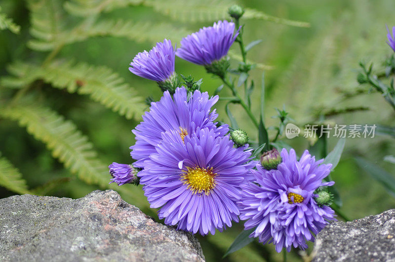 紫花植物野外特写