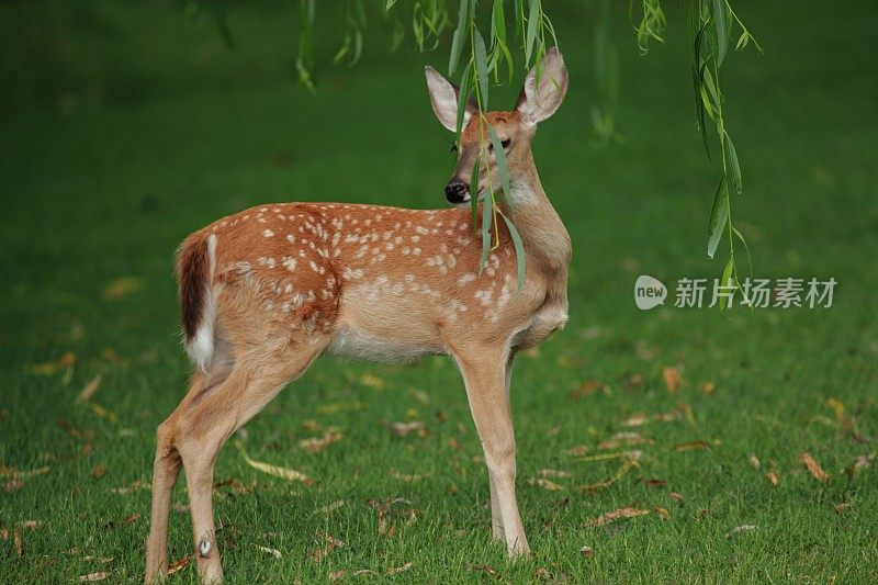 小鹿-带有斑点的小鹿