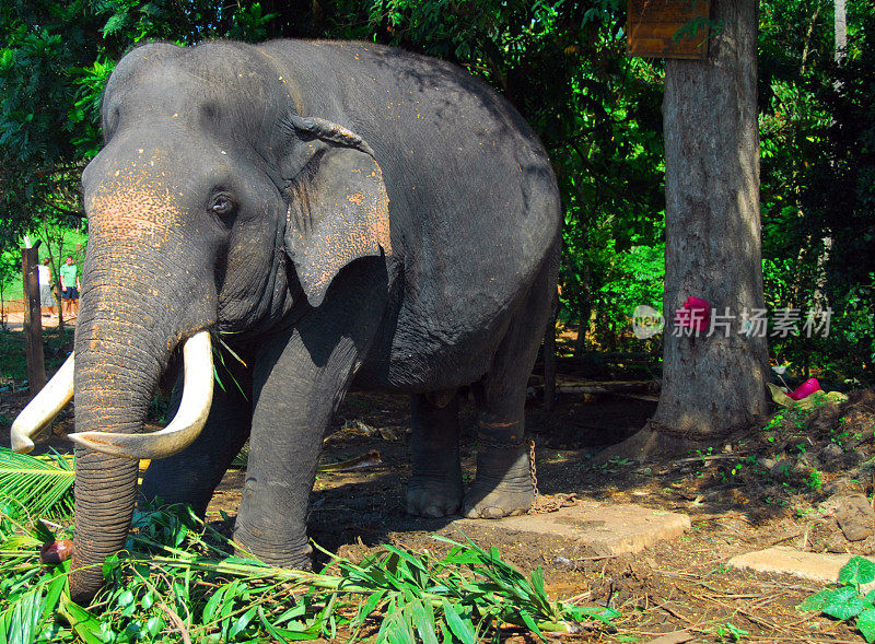 斯里兰卡，凯加勒:被拴在树上的公象