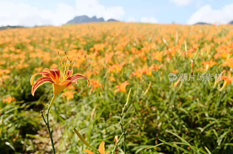 金针花农场