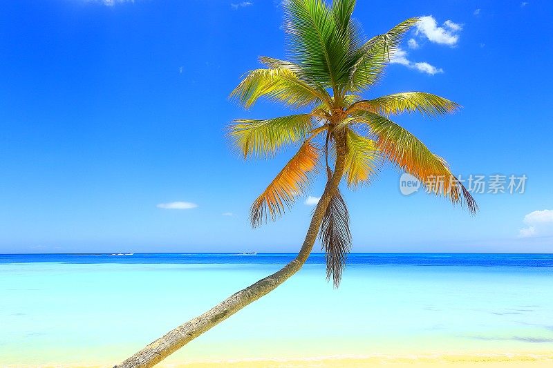 阳光明媚的田园式加勒比沙滩:一棵棕榈树，绿松石沙滩