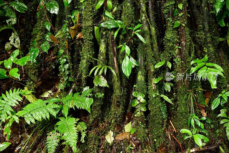 哥斯达黎加的雨林