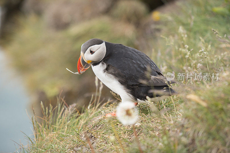 冰岛Latrabjarg，嘴里含着稻草的海雀