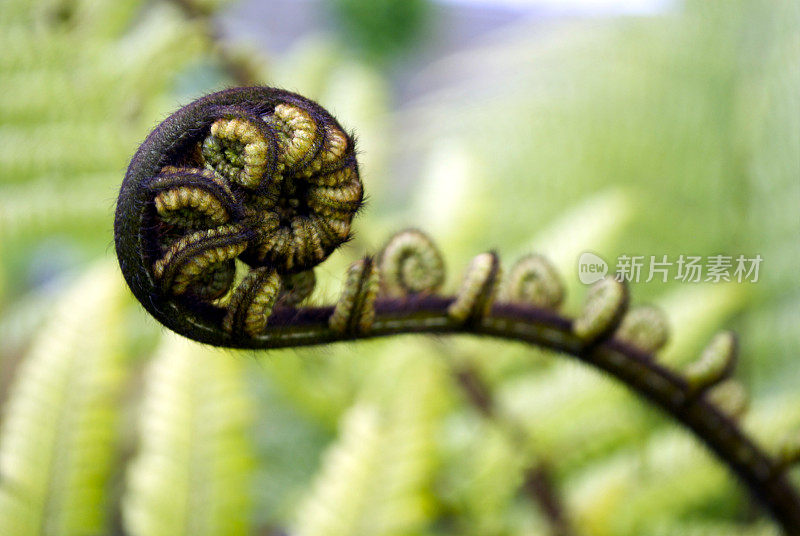 蓬加・芬・弗隆德（科鲁）