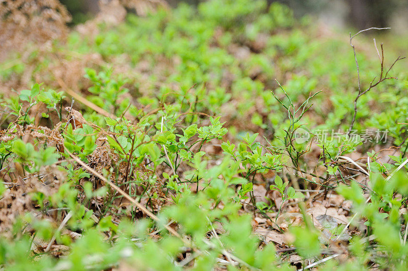 蓝莓种植