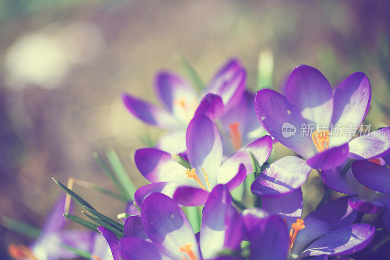 藏红花在春天开花