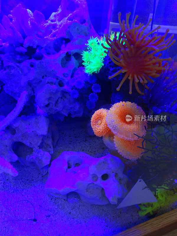 人造塑料霓虹珊瑚海葵在海洋水族馆的图像