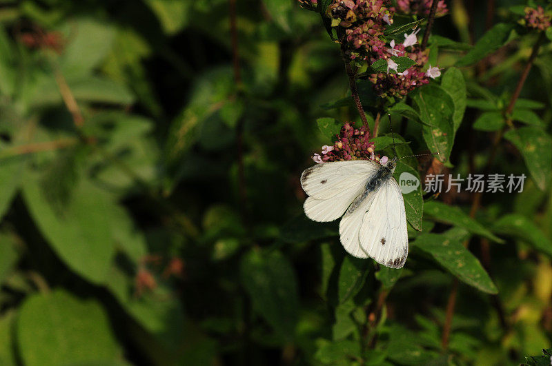 小白蝴蝶，英国