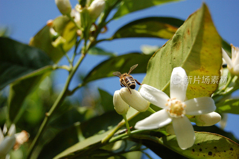 橙花中的蜜蜂3