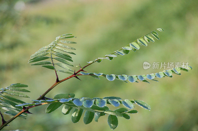 雨后的相思绿叶