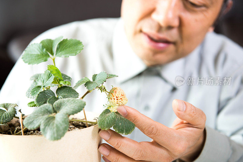 在家种植草莓